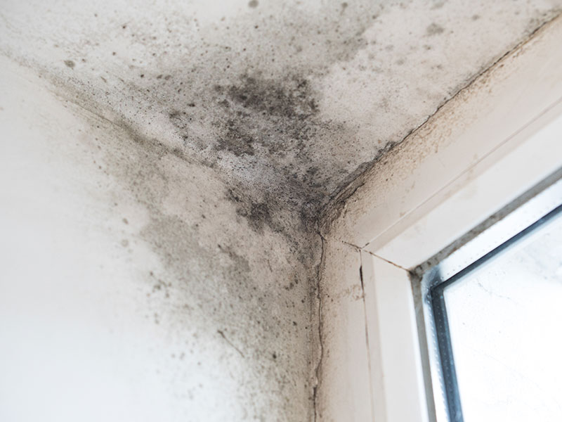 Mold forms on the ceiling of home from pipe leak
