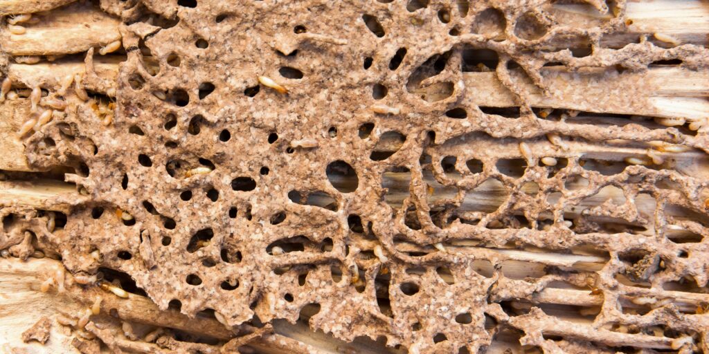 wood damaged by termites because of flooding moisture